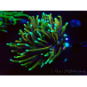 WYSIWYG Euphyllia glabrescens (Marikultur akklimatisiert unter LED) 8C1