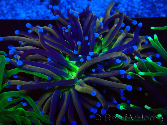 WYSIWYG Euphyllia glabrescens (Mariculture acclimaté sous LED) 8C2