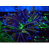 WYSIWYG Euphyllia glabrescens (Maricoltura acclimatata sotto LED) 8C2