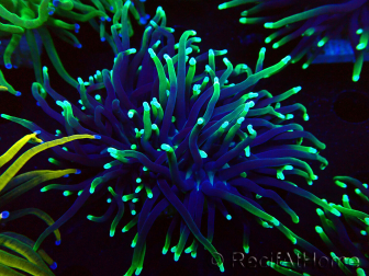 WYSIWYG Euphyllia glabrescens (Maricoltura acclimatata sotto LED) 8C5