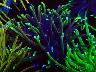 WYSIWYG Euphyllia glabrescens (Maricultura aclimatada bajo LED) 8M5