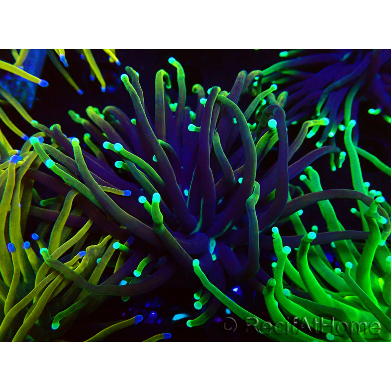 WYSIWYG Euphyllia glabrescens Nuclear Fusion (Mariculture acclimaté sous LED) 8C7