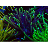 WYSIWYG Euphyllia glabrescens Nuclear Fusion (Mariculture acclimaté sous LED) 8C7