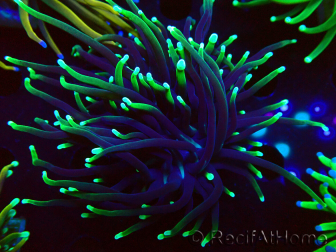 WYSIWYG Euphyllia glabrescens (Maricultura aclimatada bajo LED) 8D1