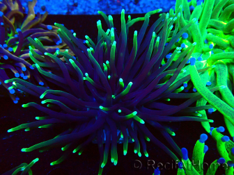 WYSIWYG Euphyllia glabrescens (Maricoltura acclimatata sotto LED) 8D4