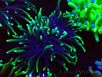 WYSIWYG Euphyllia glabrescens (Mariculture acclimaté sous LED) 8D5