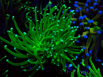 WYSIWYG Euphyllia glabrescens (Maricultura acclimatata sotto LED) 8N1