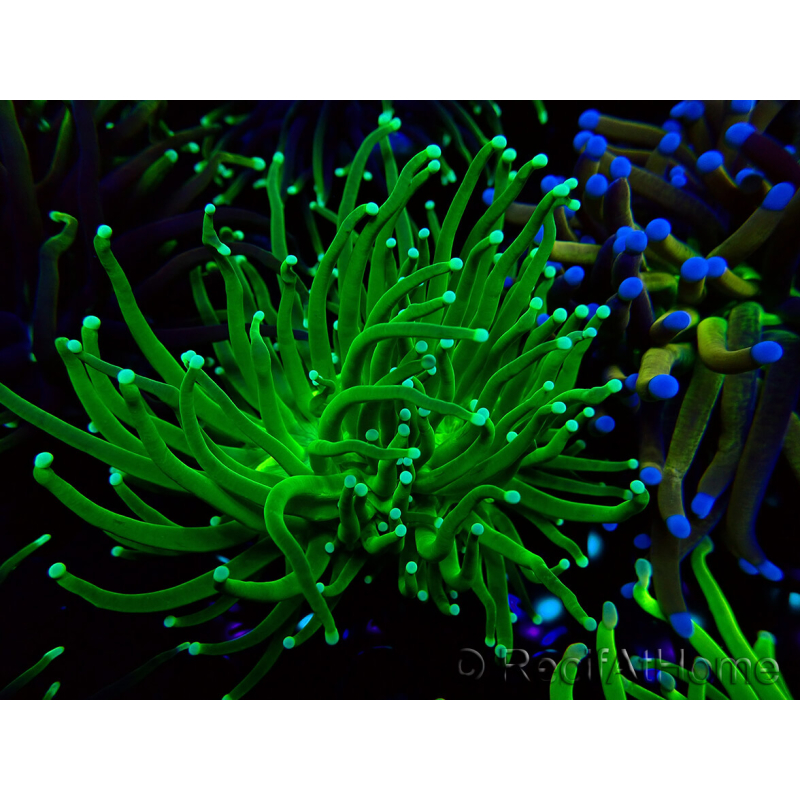 WYSIWYG Euphyllia glabrescens (Mariculture acclimaté sous LED) 8D7