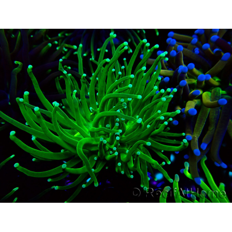 WYSIWYG Euphyllia glabrescens (Marikultur, akklimatisiert unter LED) 8N1