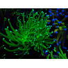 WYSIWYG Euphyllia glabrescens (Mariculture acclimated under LED) 8N1