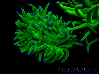 WYSIWYG Euphyllia glabrescens (Mariculture acclimaté sous LED) 8D8