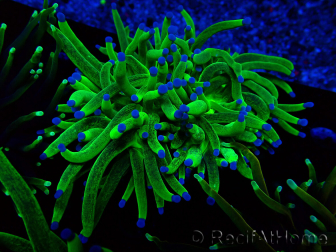 WYSIWYG Euphyllia glabrescens (Mariculture acclimaté sous LED) 8E2