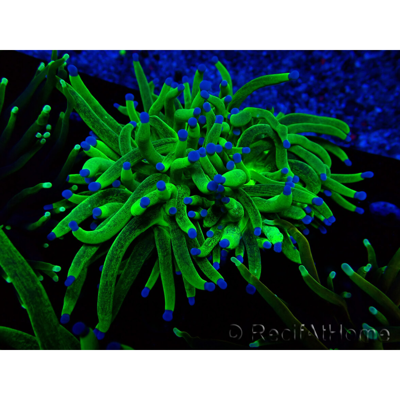 WYSIWYG Euphyllia glabrescens (Mariculture acclimaté sous LED) 8E2