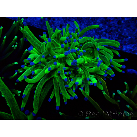 WYSIWYG Euphyllia glabrescens (Mariculture acclimated under LED) 8E2