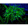 WYSIWYG Euphyllia glabrescens (Mariculture acclimated under LED) 8E2