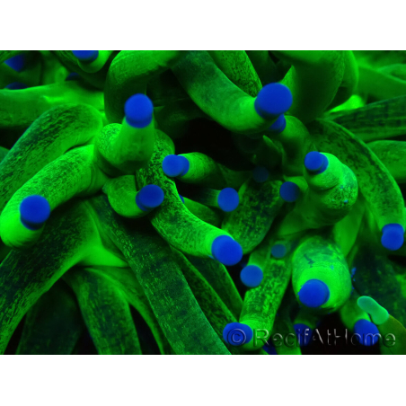 WYSIWYG Euphyllia glabrescens (Mariculture acclimaté sous LED) 8E2
