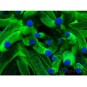 WYSIWYG Euphyllia glabrescens (Maricultura aclimatada bajo LED) 8E2