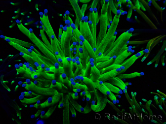 WYSIWYG Euphyllia glabrescens TIGER (Maricoltura acclimatata sotto LED) 8E5
