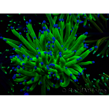 WYSIWYG Euphyllia glabrescens TIGER (Maricoltura acclimatata sotto LED) 8E5