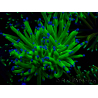 WYSIWYG Euphyllia glabrescens TIGER (Mariculture acclimaté sous LED) 8E5