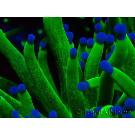 WYSIWYG Euphyllia glabrescens TIGER (Mariculture acclimated under LED) 8E5