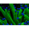 WYSIWYG Euphyllia glabrescens TIGER (Maricultura aclimatada bajo LED) 8E5