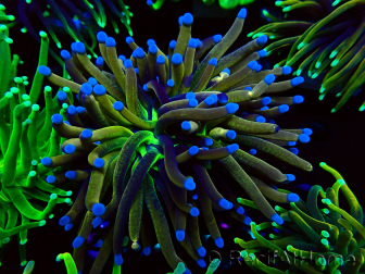 WYSIWYG Euphyllia glabrescens TIGER (Mariculture acclimaté sous LED) 8E6