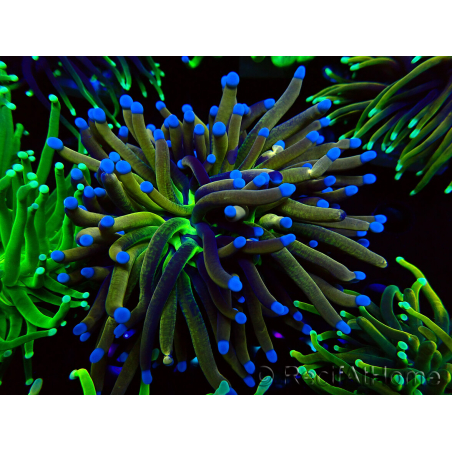 WYSIWYG Euphyllia glabrescens TIGER (Mariculture acclimaté sous LED) 8E6