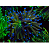 WYSIWYG Euphyllia glabrescens TIGER (Maricultura aclimatada bajo LED) 8E6