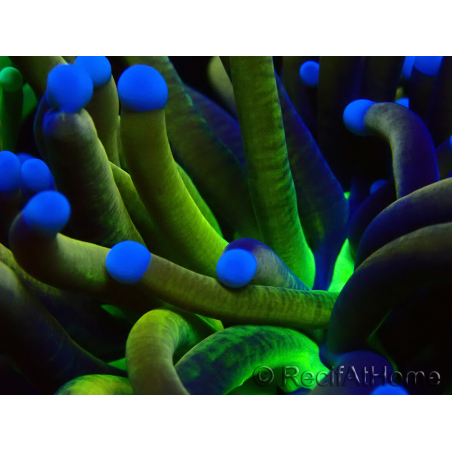 WYSIWYG Euphyllia glabrescens TIGER (Mariculture acclimated under LED) 8E6