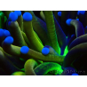 WYSIWYG Euphyllia glabrescens TIGER (Mariculture acclimaté sous LED) 8E6