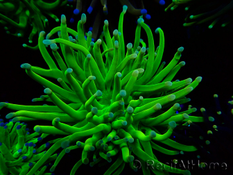 WYSIWYG Euphyllia glabrescens TIGER (Mariculture acclimaté sous LED) 8E7