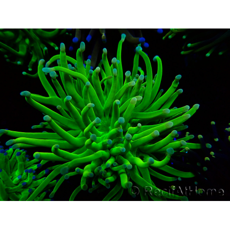 WYSIWYG Euphyllia glabrescens TIGER (Maricultured acclimated under LED) 8N3