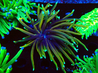 WYSIWYG Euphyllia glabrescens (Maricultura aclimatada bajo LED) 8N4