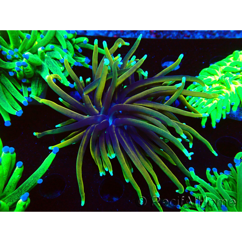 WYSIWYG Euphyllia glabrescens Nuclear Fusion (Mariculture acclimaté sous LED) 8E8