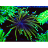 WYSIWYG Euphyllia glabrescens Nuclear Fusion (Mariculture acclimaté sous LED) 8E8