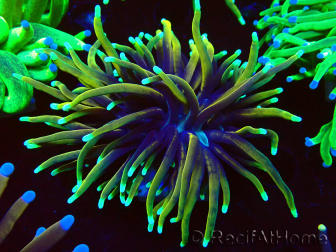 WYSIWYG Euphyllia glabrescens Super Bright (Mariculture acclimaté sous LED) 8G1
