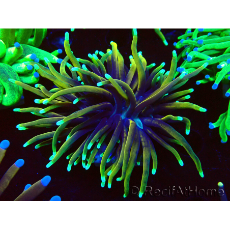 WYSIWYG Euphyllia glabrescens Super Bright (Mariculture acclimaté sous LED) 8G1