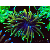 WYSIWYG Euphyllia glabrescens Super Bright (Mariculture acclimaté sous LED) 8G1