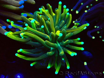 WYSIWYG Euphyllia glabrescens (Mariculture acclimaté sous LED) 8G4