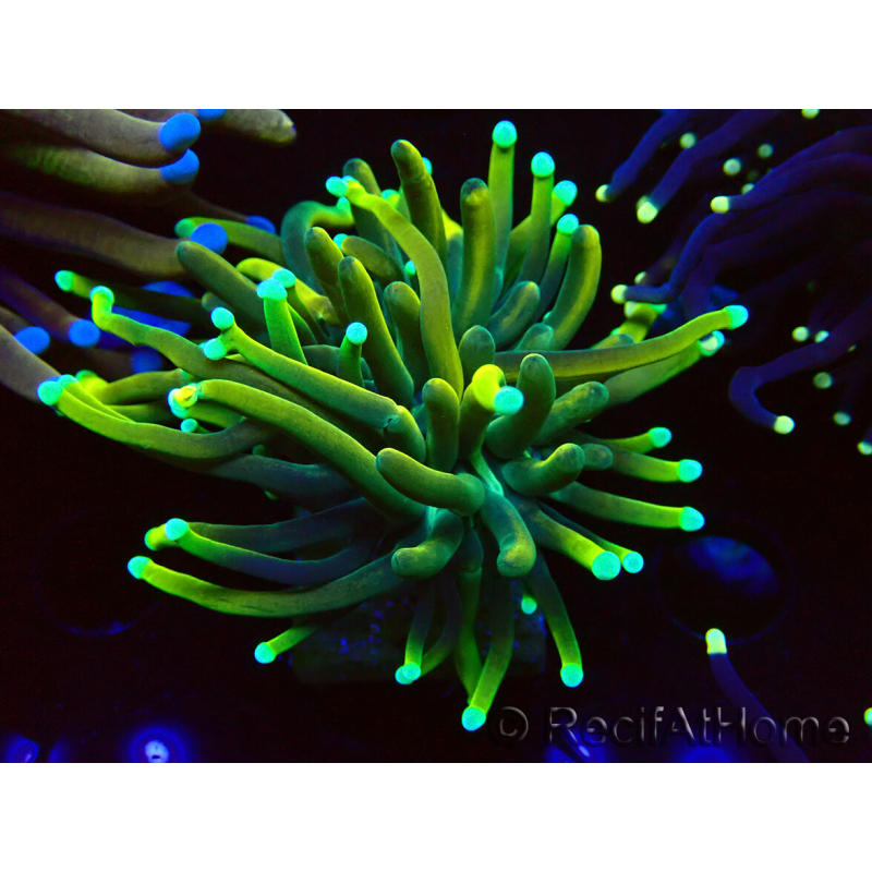 WYSIWYG Euphyllia glabrescens (Maricultura aclimatada bajo LED) 8G4