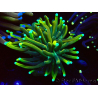 WYSIWYG Euphyllia glabrescens (Mariculture acclimaté sous LED) 8G4