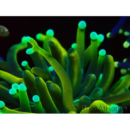 WYSIWYG Euphyllia glabrescens (Maricoltura acclimatata sotto LED) 8G4