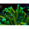 WYSIWYG Euphyllia glabrescens (Marikultur akklimatisiert unter LED) 8G4
