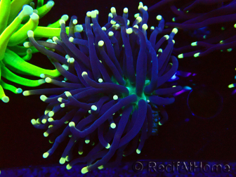 WYSIWYG Euphyllia glabrescens (Maricultura aclimatada bajo LED) 8G5