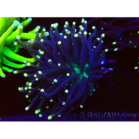 WYSIWYG Euphyllia glabrescens (Mariculture acclimaté sous LED) 8G5