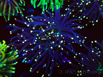 WYSIWYG Euphyllia glabrescens GLITTER GRAIL (Mariculture acclimated under LED) 8I5