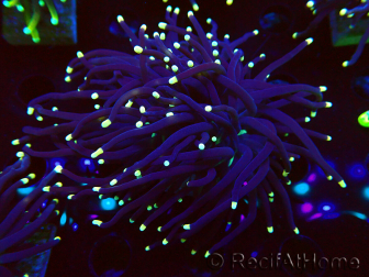WYSIWYG Euphyllia glabrescens GLITTER GRAIL (Maricultura aclimatada bajo LED) 8J1