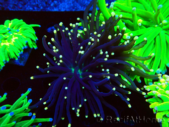 WYSIWYG Euphyllia glabrescens (Mariculture acclimated under LED) 8K4