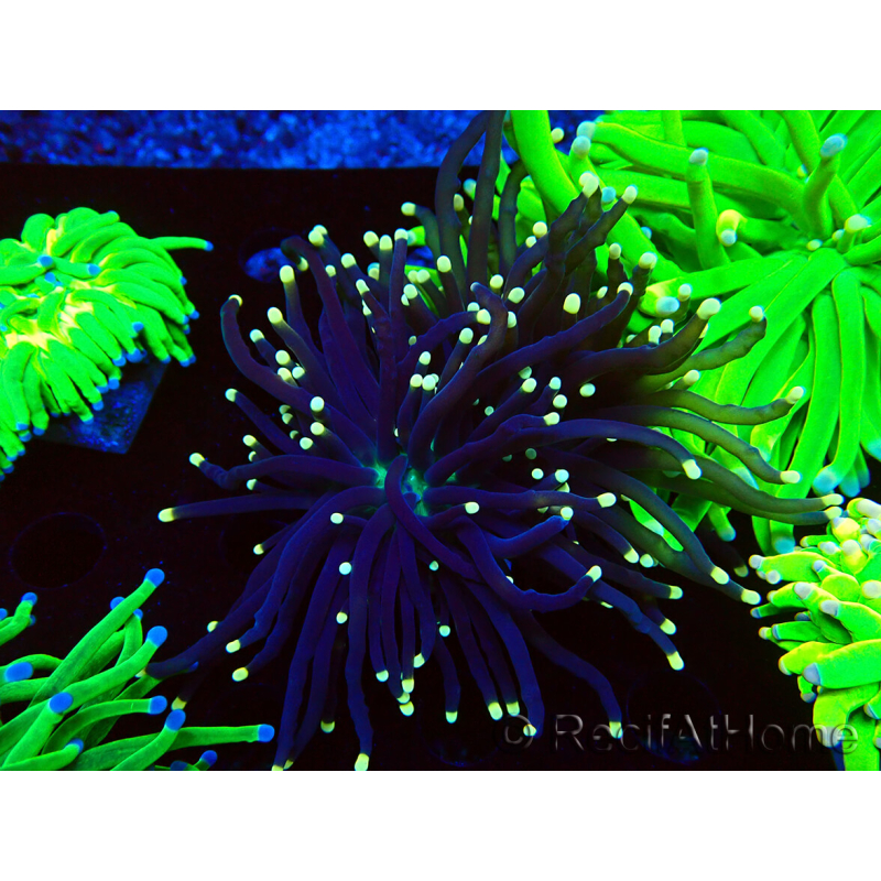 WYSIWYG Euphyllia glabrescens (Mariculture acclimated under LED) 8K4
